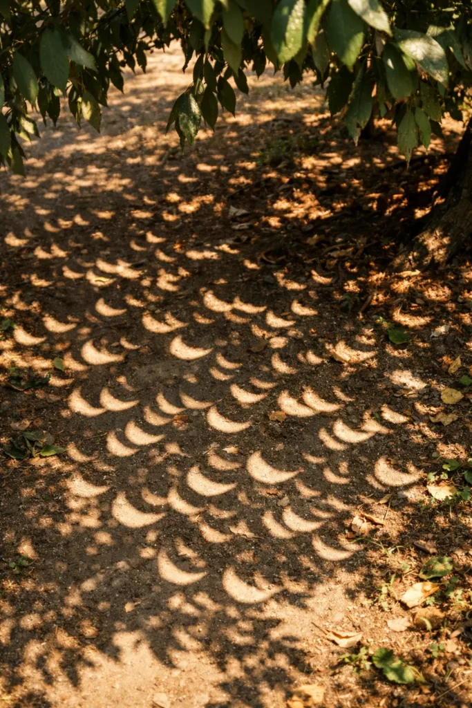 Sombras en forma de medias lunas durante un eclipse solar